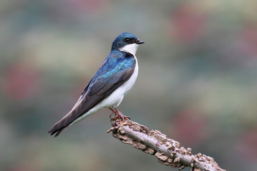 Wall Mural - Tree Swallow on a stump