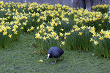 Coot And Daffodils