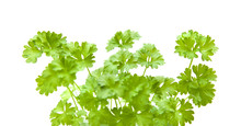 Growing Young Curley Parsley Plants Isolated On White