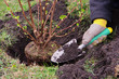 Strauch einpflanzen - planting a shrub 14