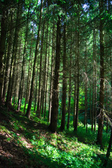 Naklejka na meble Summer Landscape