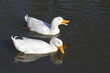 White ducks in the pond