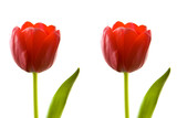 Fototapeta Tulipany - Twin tulips