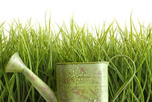 Small Watering Can With Tall Grass Against White