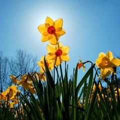 bunch of daffodils against blue sky