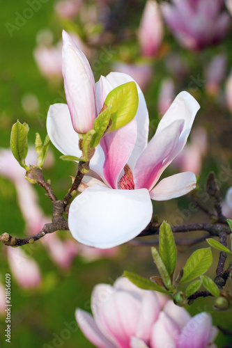 Board z aluminiowym obramowaniem Magnolienblüte