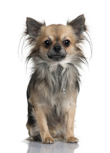 Long-haired Chihuahua, Sitting In Front Of White Background