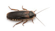 Dubia cockroach, in front of white background