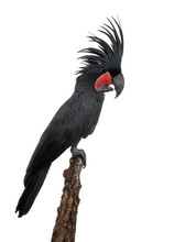 Side View Of Palm Cockatoo, Perched On Wood
