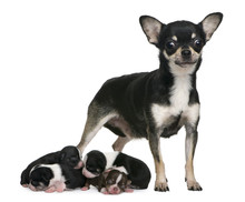 Mother Chihuahua  And Her Puppies, 4 Days Old,