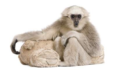 Wall Mural - Young Pileated Gibbon, 1 year, sitting with stuffed animal