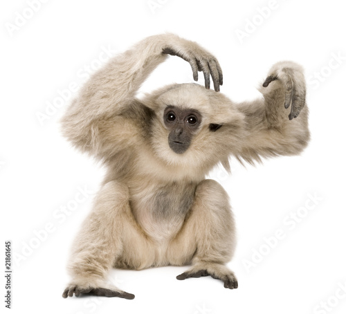 Cuadros en Lienzo Front view of Young Pileated Gibbon, 1 year old, sitting