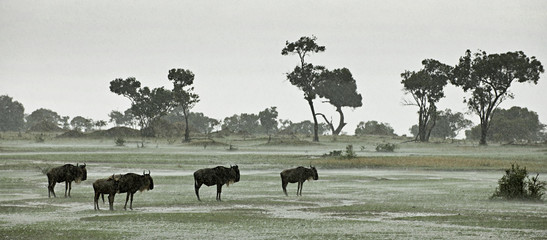 Wall Mural - Wildebeest in the rain, Serengeti National Park, Serengeti