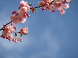 Fototapeta Mapy - japanese cherry tree blossoms