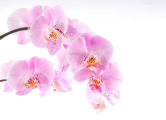 Wall Mural - Orchidee