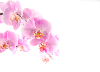 Wall Mural - Orchidee