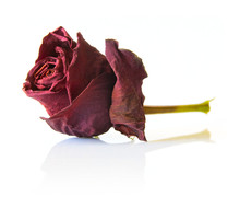 Dry Red Rose Flower