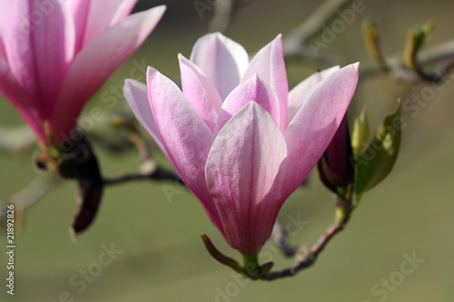 Board z aluminiowym obramowaniem Magnolia