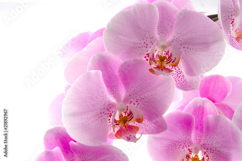 Board z aluminiowym obramowaniem Orchidee