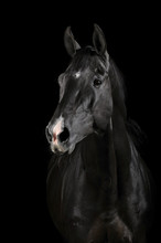 Black Horse In Darkness