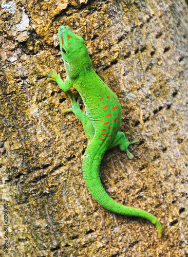 Naklejka samoprzylepna Dzień zielony gekon Madagaskar na palmy