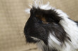 Portrait of a cute little guinea pig