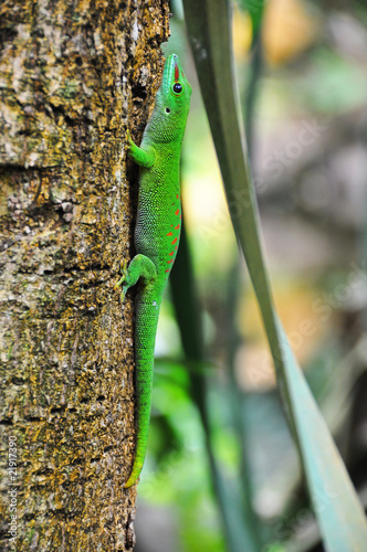 Naklejka samoprzylepna Dzień gekonu Madagaskar