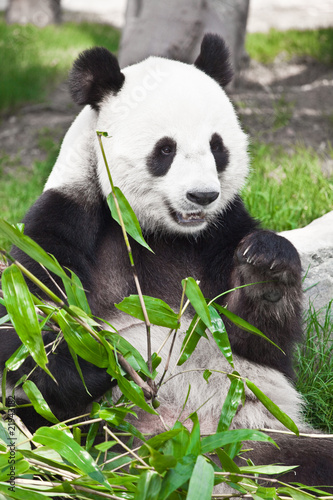 Obraz na płótnie canvas czteroczęściowy "tetraptyk" Panda wielka