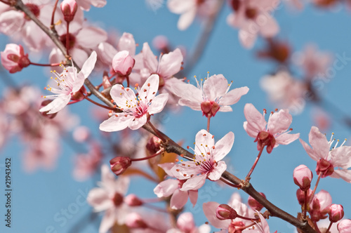 Naklejka nad blat kuchenny flores de primavera