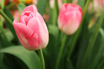 Wall Mural - Pink tulips