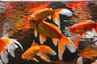 Golden fishes