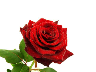 Fototapete - Red rose blossom