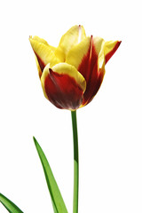 Poster - tulip