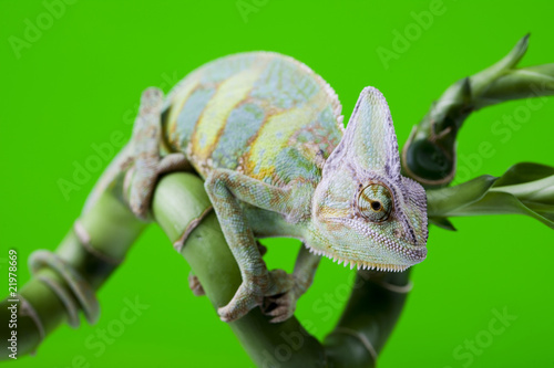 Naklejka samoprzylepna Zielony kameleon