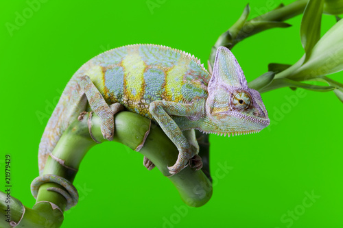 Naklejka samoprzylepna Zielony kameleon