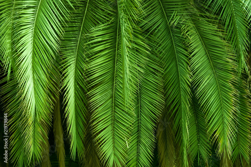 Dekoracja na wymiar  foglie-di-palma