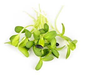 Wall Mural - Green sunflower sprouts