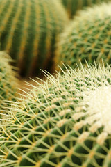 Wall Mural - cactus , echinocactus grusonii, golden barrel cactus