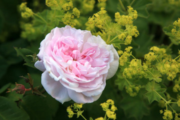 Beautiful pink rose with yellow lady's mantle