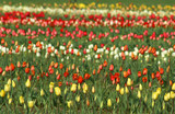 Fototapeta Tulipany - champ de tulipes