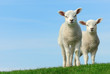 Cute lambs in spring