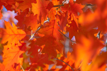 Wall Mural - Red oak leaves close-up.