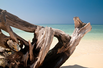 Canvas Print - Treibholz am Strand