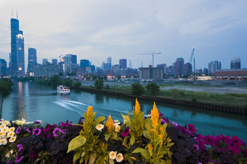 Fototapete - Downtown Chicago with flowers in the fortground