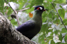 Purple Crested Lourie (Turaco) On Branch