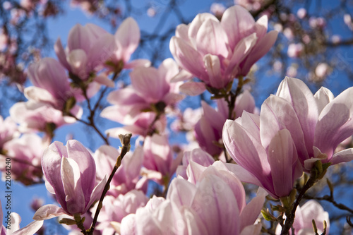 Board z aluminiowym obramowaniem Magnolienbaum