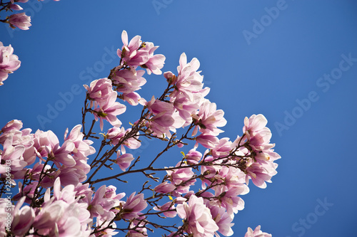 Board z aluminiowym obramowaniem Magnolienbaum