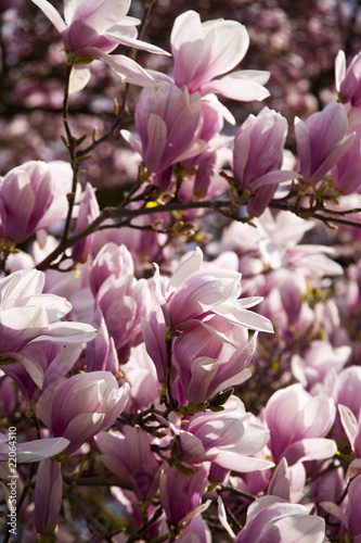 Board z aluminiowym obramowaniem Magnolienbaum