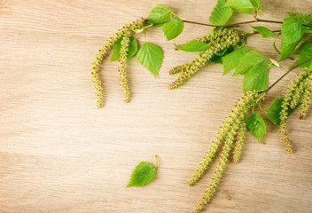 Sticker - Spring Birch over wooden background