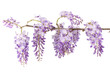 wisteria branch flowers isolated on white